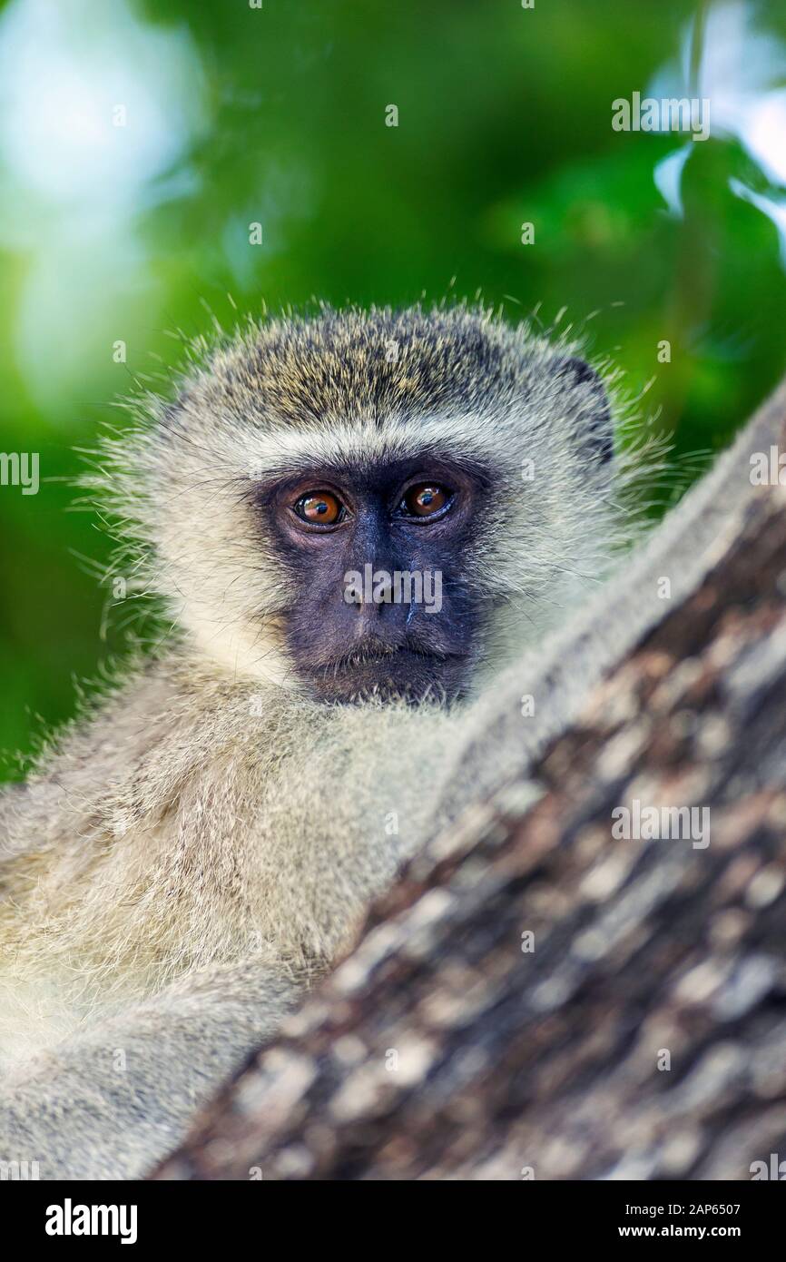 Gros plan Portrait d'un singe Vervet dans un arbre dans le parc national Kruger Banque D'Images