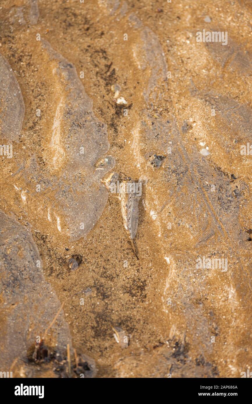 Poisson de skipper de boue sur plage de sable bornéo malaisie Banque D'Images