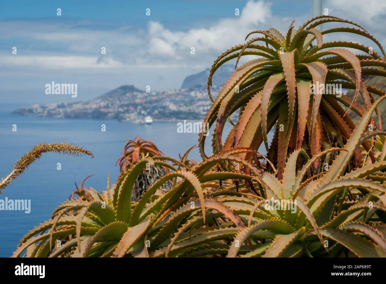 Vue panoramique sur Funchal la capitale de Madère a un point de vue, l'île de Madère, Portugal Banque D'Images