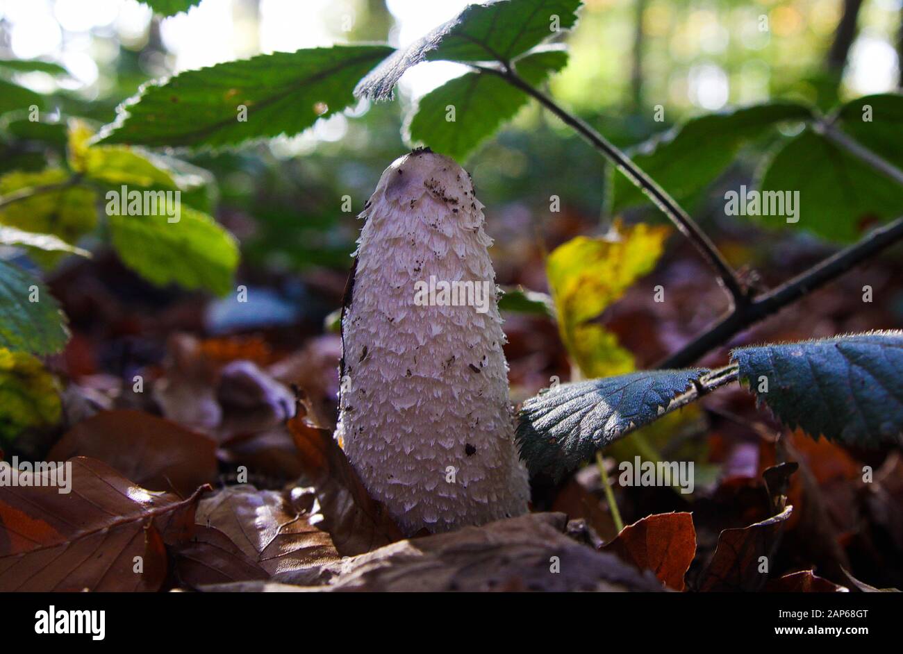 Gros plan du champignon isolé de la queue de cheval (coprinus comatus, linkcap shaggy) dans la forêt entre les feuilles - Allemagne Banque D'Images