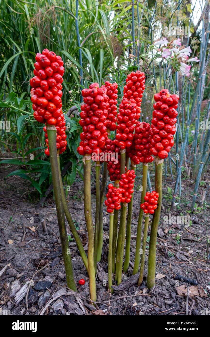 Baies rouges de Jack dans la plante de pullpit (Arum maculatum) Banque D'Images