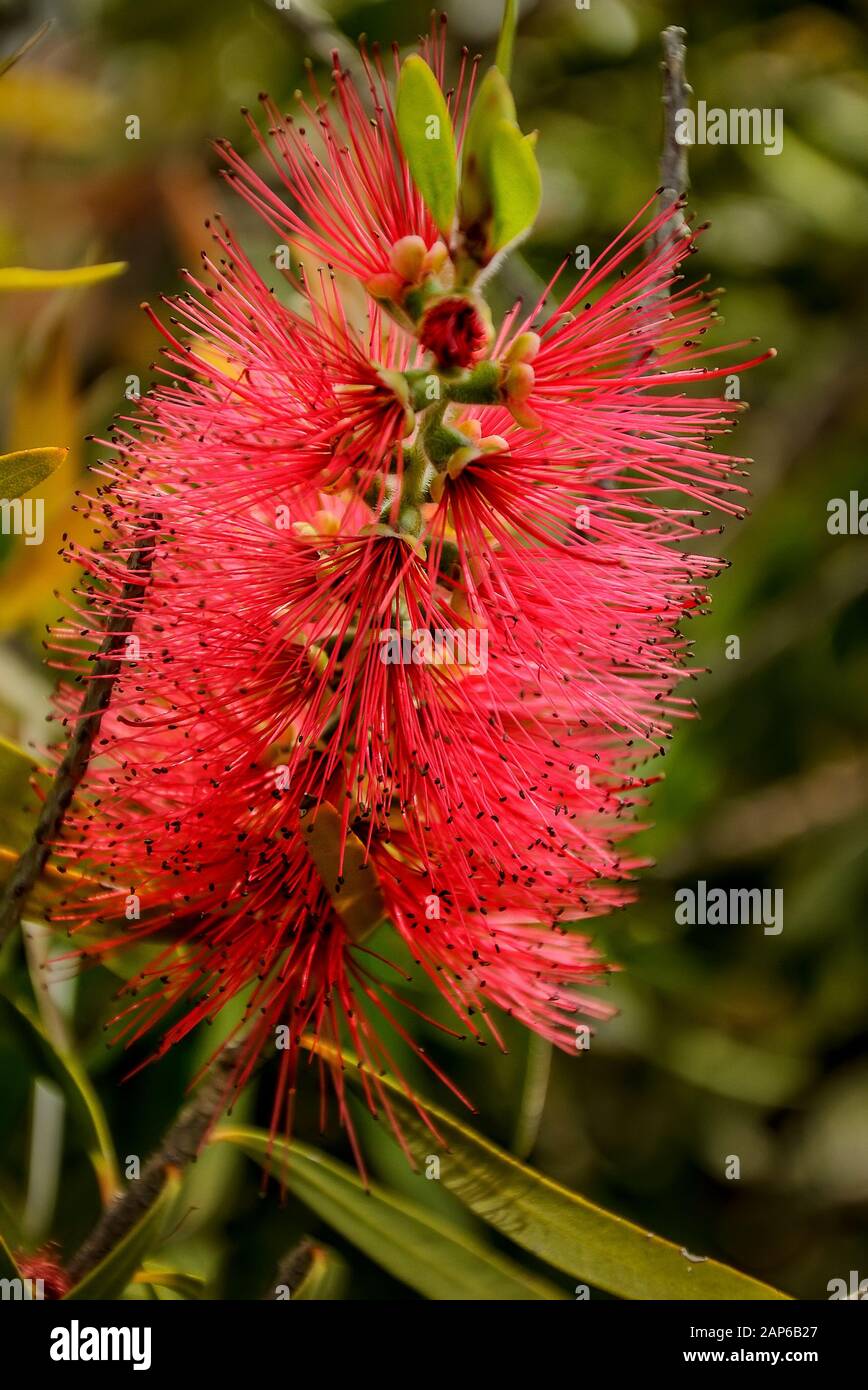 Callistemon est un genre d'arbustes ou de petits arbres de la famille Myrtle qui poussent en Australie Banque D'Images