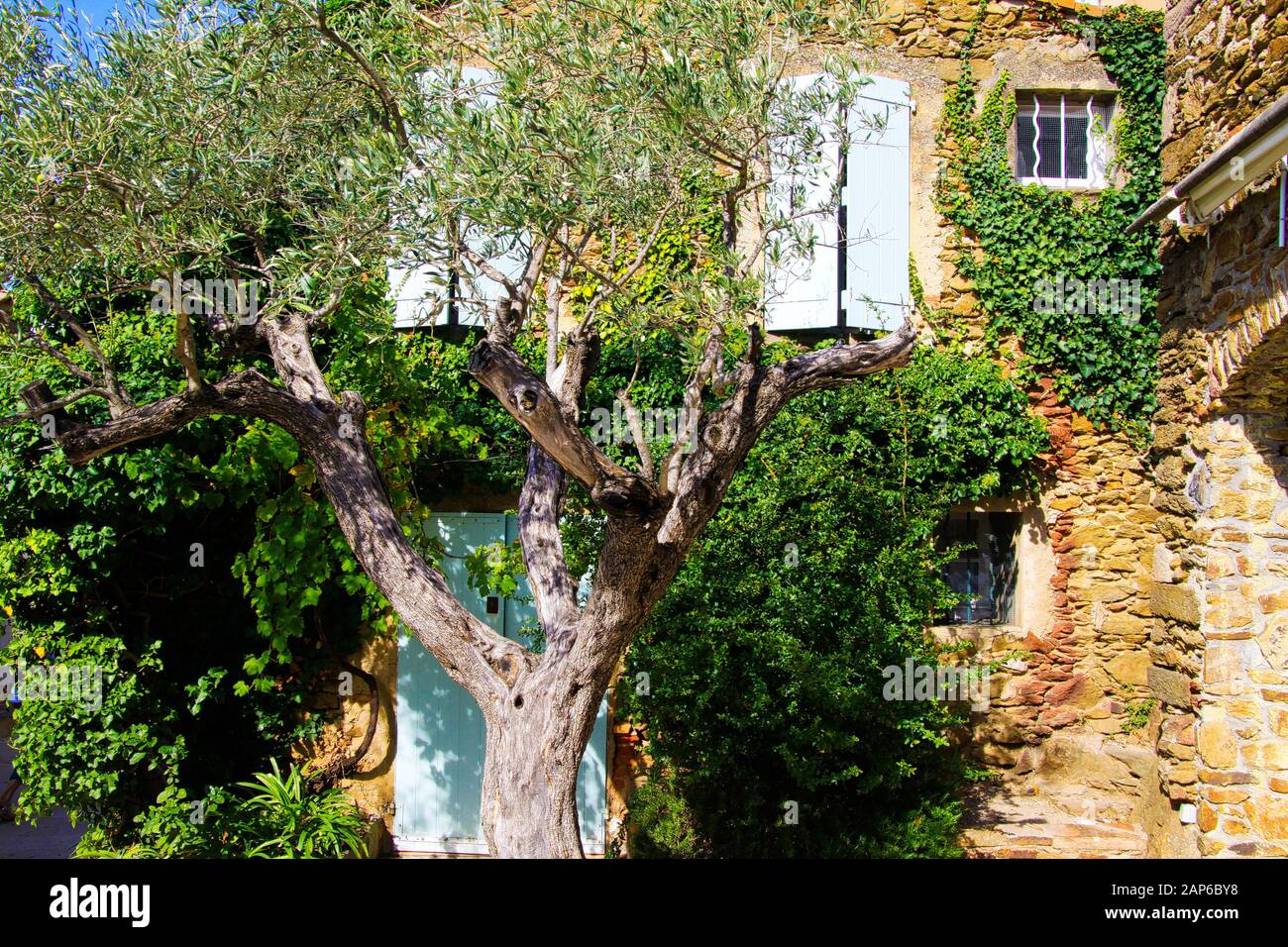 Vue au-delà de la couronne de l'olivier sur la façade d'une maison en pierre typiquement française de la méditerranée recouverte d'ivy avec volets de fenêtre blanche dans le su naturel brillant Banque D'Images