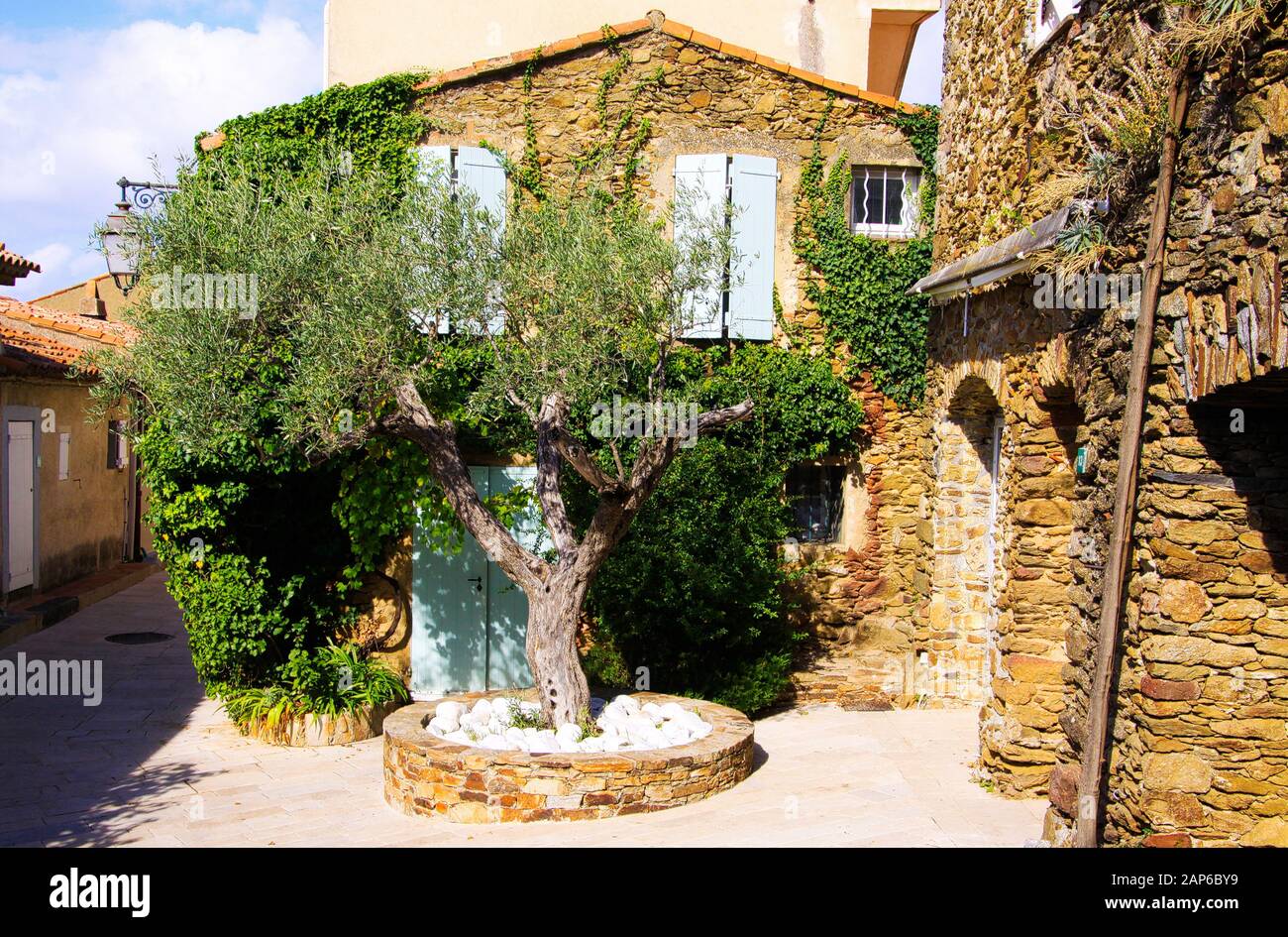 Vue sur la place avec l'olivier vert et la maison en pierre typiquement française de la méditerranée couverte d'ivy en lumière naturelle vive du soleil - Gassin, Côte d'Azur, Banque D'Images