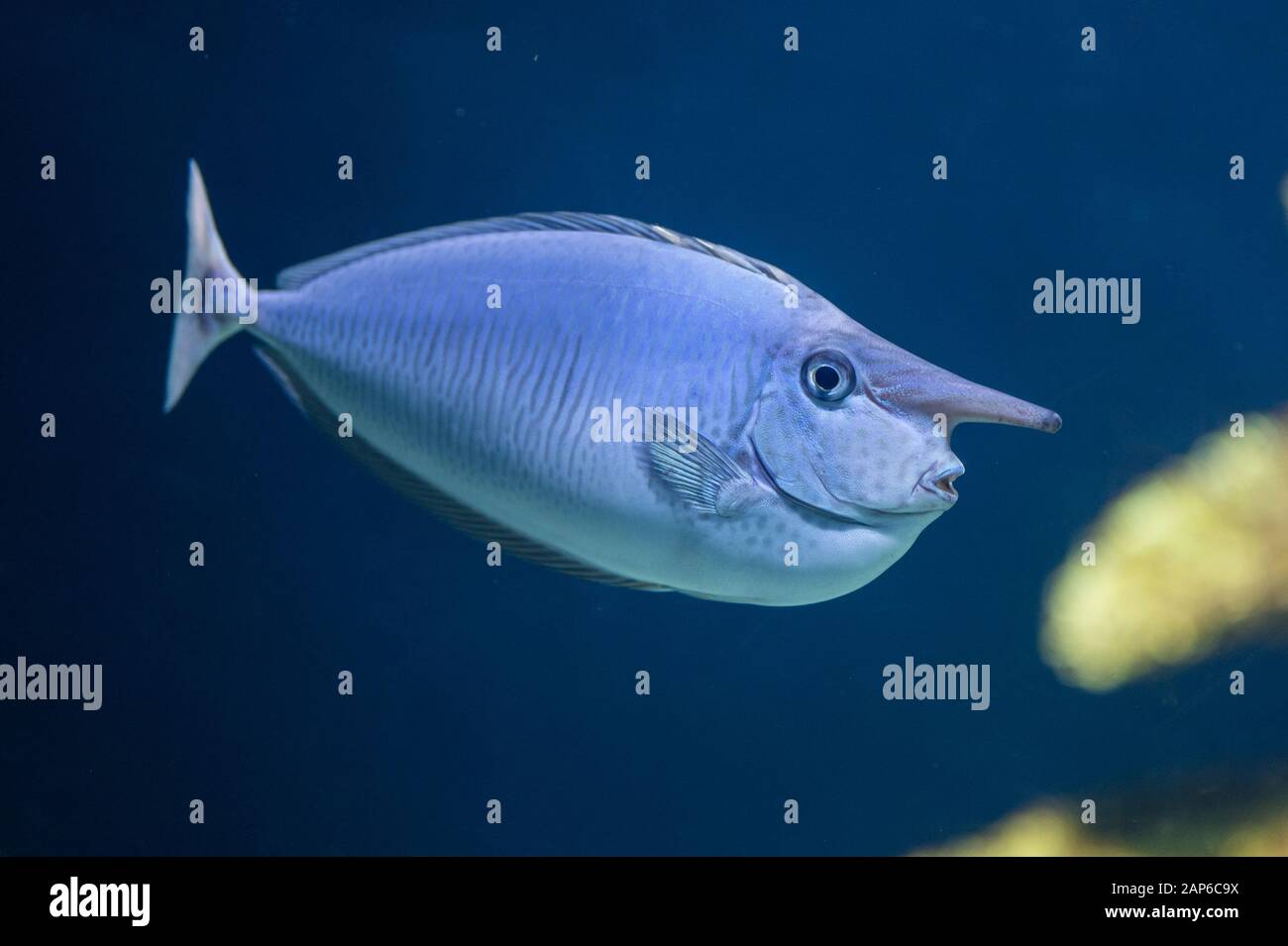 Poisson licorne à nez court Banque de photographies et d’images à haute résolution Alamy