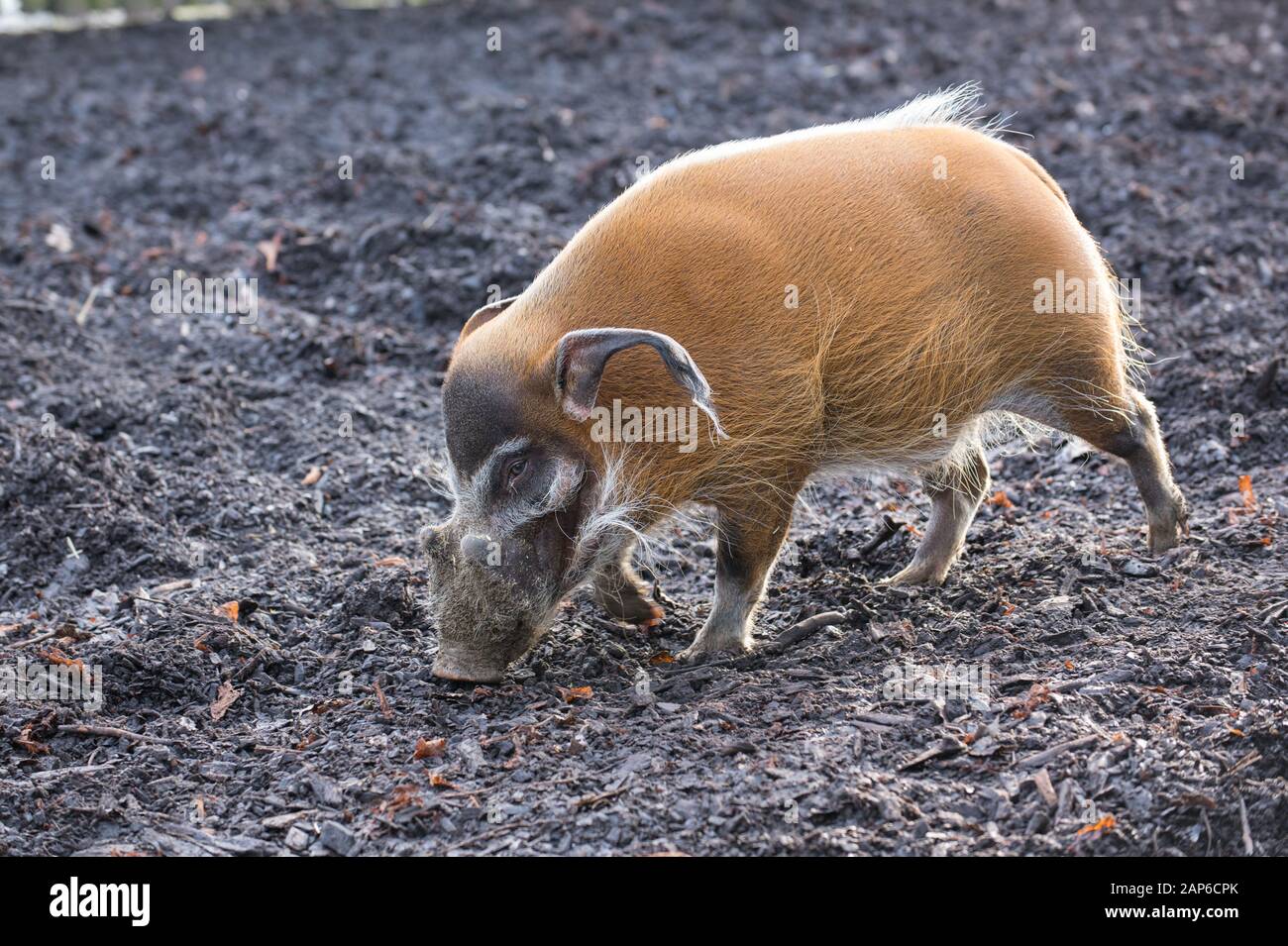 Porc de rivière rouge - Potamochoerus Porcus Banque D'Images