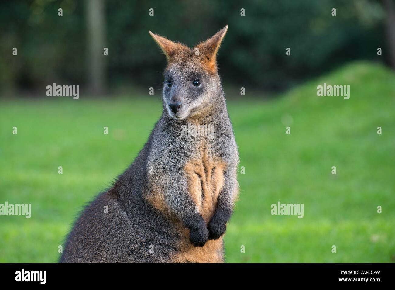 Wallaby à queue noire - Wallabia Bicolor Banque D'Images