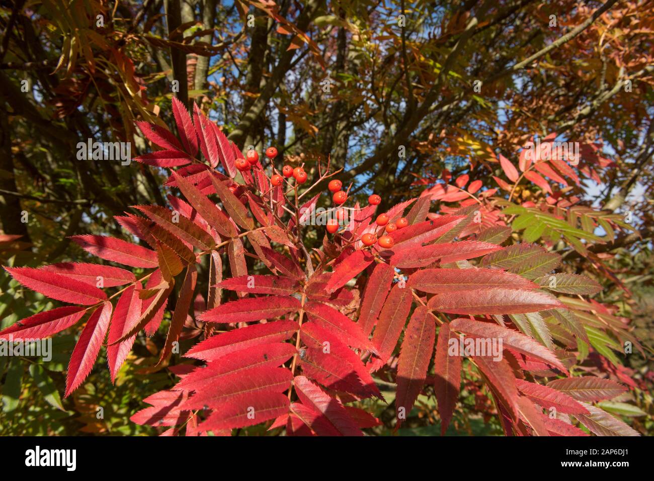 Feuilles automnales et baies de l'arbre Rowan de l'île d'Ulleung (Sorbus ulleungensis 'flamme olympique') dans un parc à Wakehurst, dans le West Sussex, Angleterre, Royaume-Uni Banque D'Images