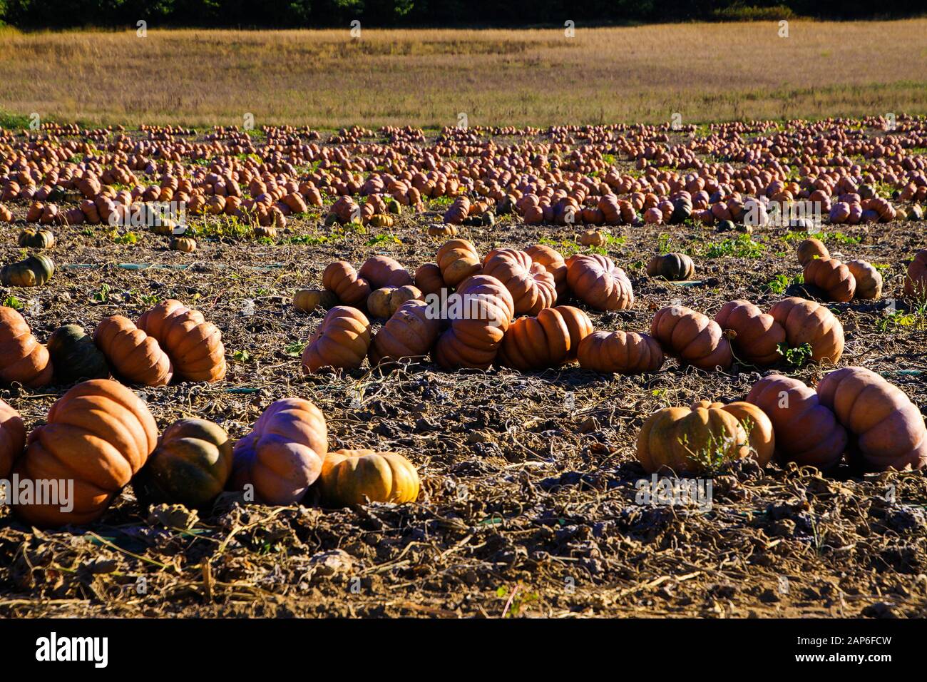 Vue sur le champ avec citrouilles après la récolte organisée en rangée le jour ensoleillé de l'automne - France, Provence Banque D'Images