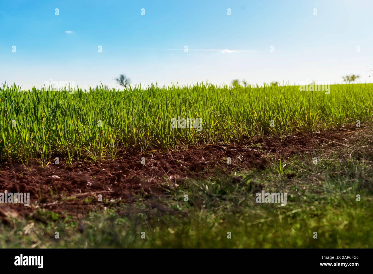 Champ d'herbe avec de la terre sur le premier plan. Banque D'Images