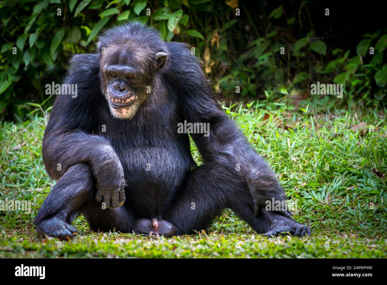 Chimpanzé adulte assis debout avec ses organes génitaux en entier Banque D'Images