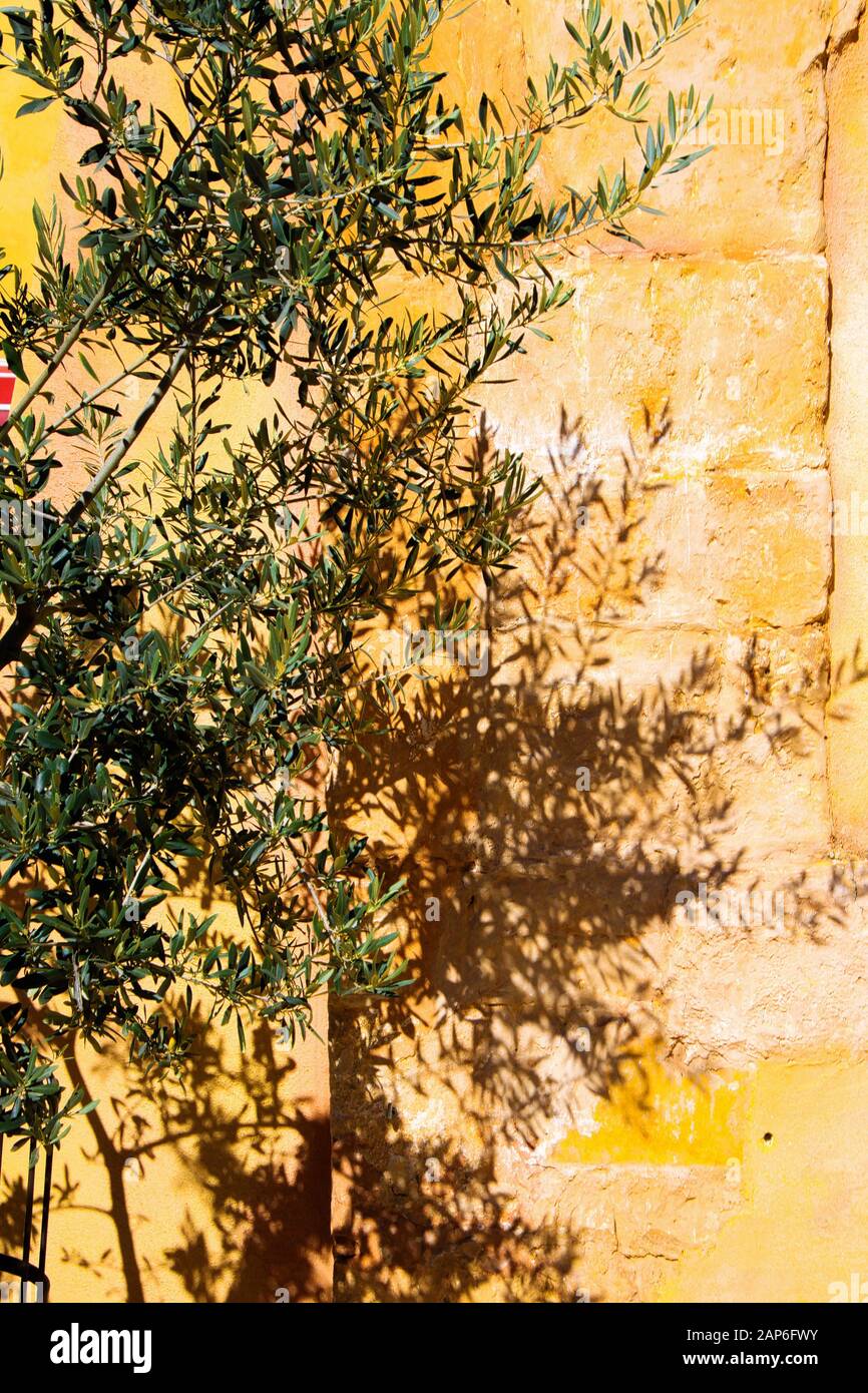 Gros plan sur les branches isolées de l'olivier sous un soleil éclatant jetant des ombres sur le mur de pierre jaune - Provence, France Banque D'Images