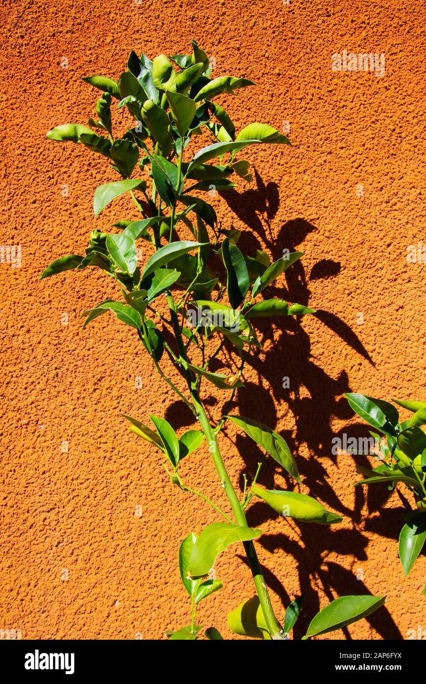 Gros plan sur une branche isolée d'agrumes avec des feuilles vertes dans un soleil éclatant jetant des ombres sur un mur de pierre orange - Provence, France Banque D'Images