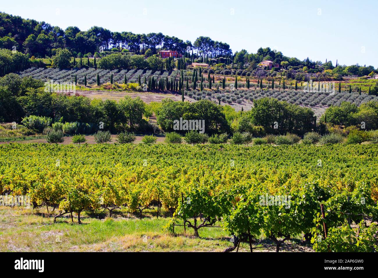 Vue sur la vallée avec des vignes, des plantes de lavande après récolte, des cyprès méditerranéens du vignoble en automne soleil - Gordes, Provence, France Banque D'Images