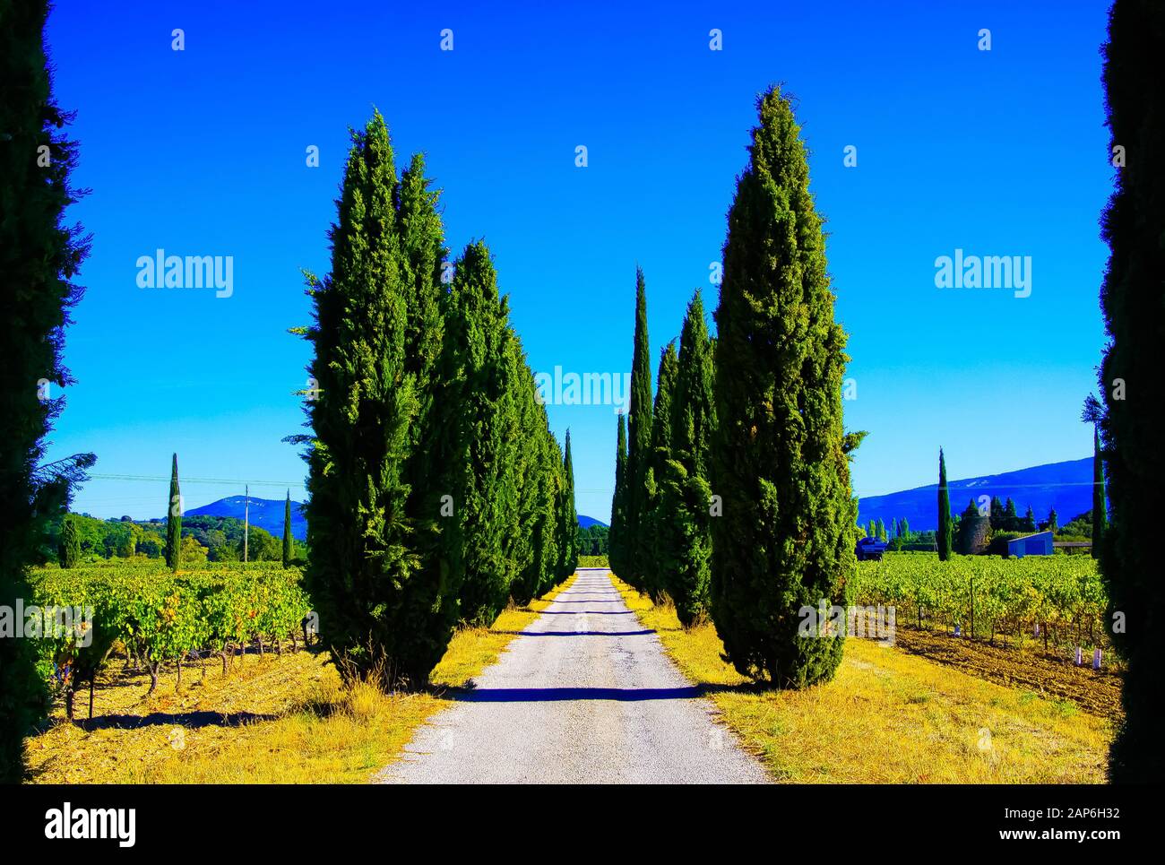 Vue sur le chemin agricole à travers le vignoble avec des vignes et des cyprès méditerranéens (cupressus sempervirens) dans une rangée contre les montagnes et le ciel bleu Banque D'Images