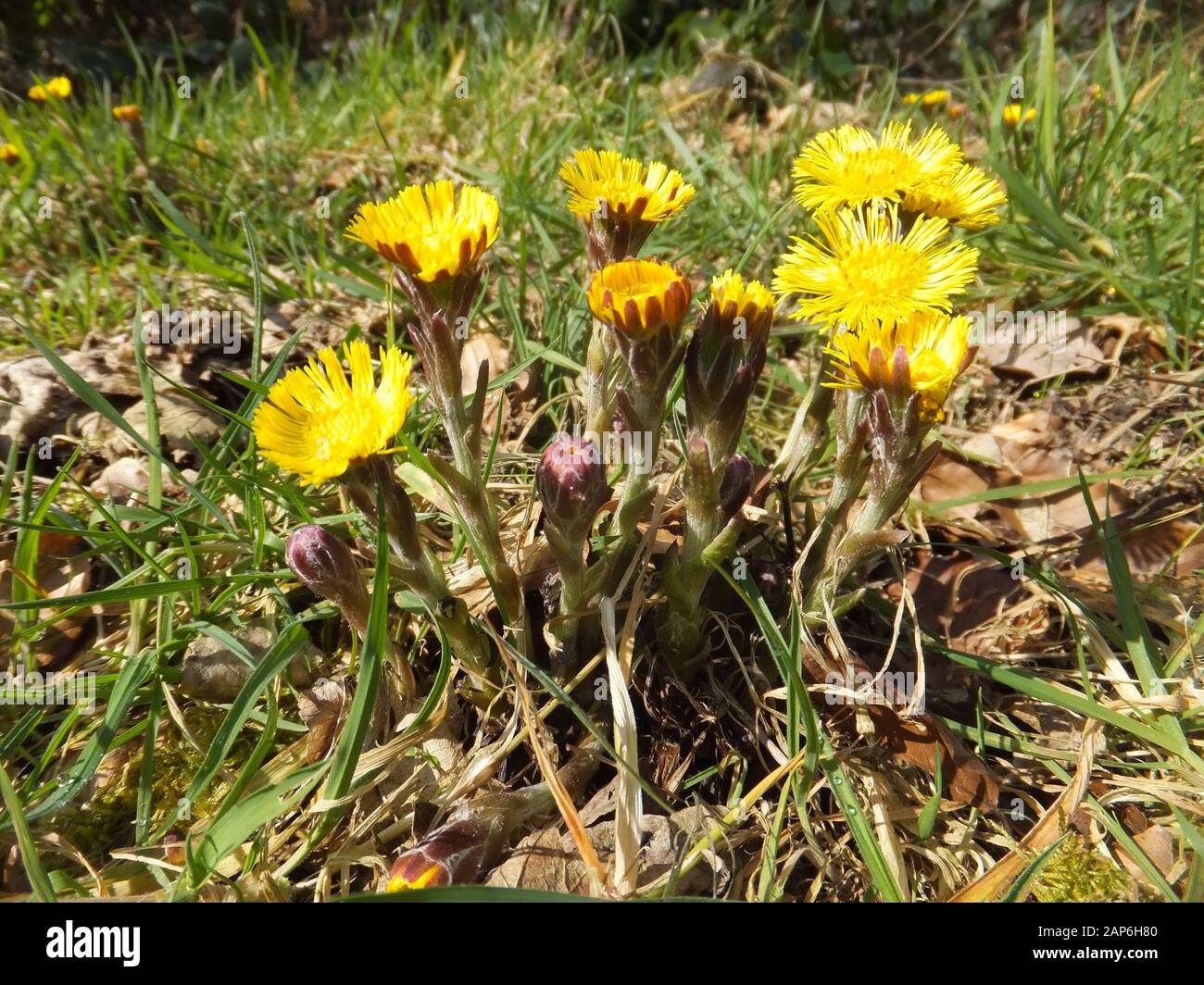 Colts Foot (Tussilago farfara) un membre de la tribu de l'arachide dans la famille des Marguerite Asteraceae, Stourhead. Wiltshire.Royaume-Uni Banque D'Images