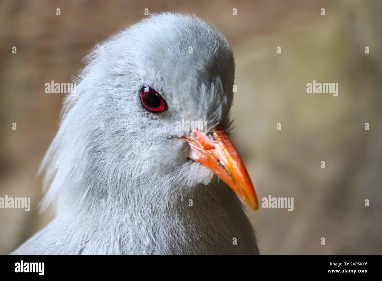 Chef d'une espèce en danger kagu rhynochetos jubatus dans une vue de trois quarts avant Banque D'Images