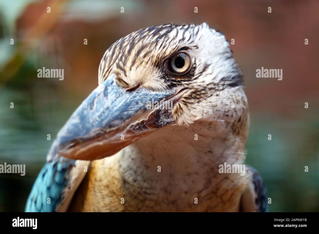 Tête d'un curieux kookaburra dacelo leachii à ailes bleues Banque D'Images