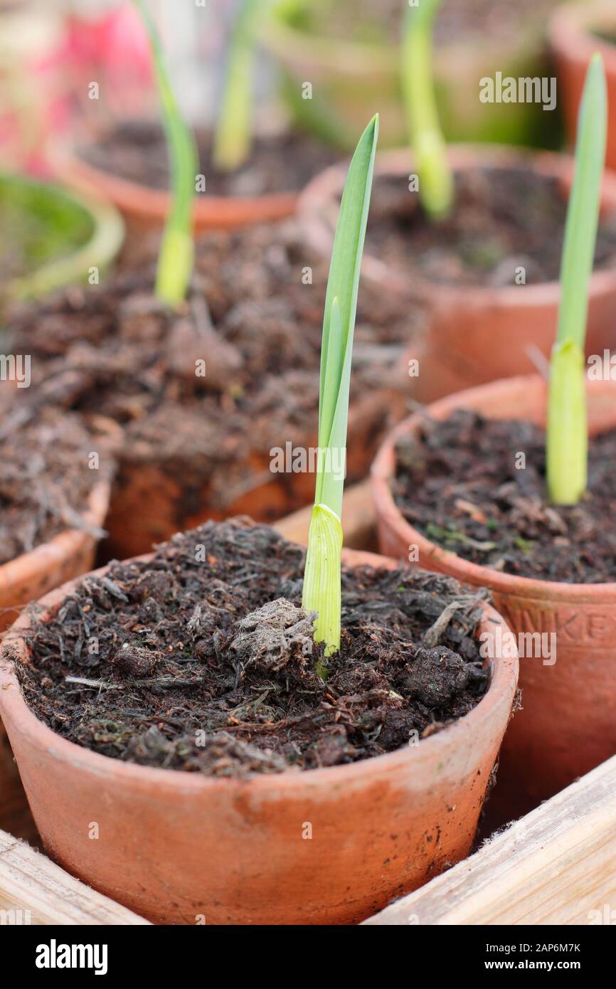 Allium sativum 'Lautrec Wight' ail. De jeunes plants d'ail d'automne sement l'ail en hivernant dans un cadre froid. ROYAUME-UNI Banque D'Images