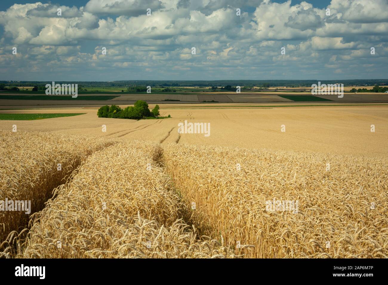 Traces de roues dans le champ de blé, horizon et nuages sur le ciel Banque D'Images