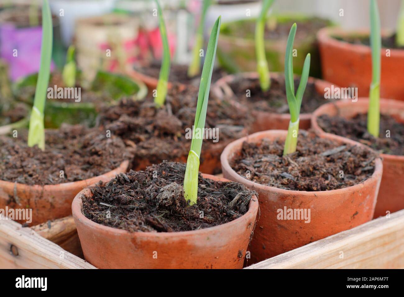 Allium sativum 'Lautrec Wight' ail. De jeunes plants d'ail d'automne sement l'ail en hivernant dans un cadre froid. ROYAUME-UNI Banque D'Images