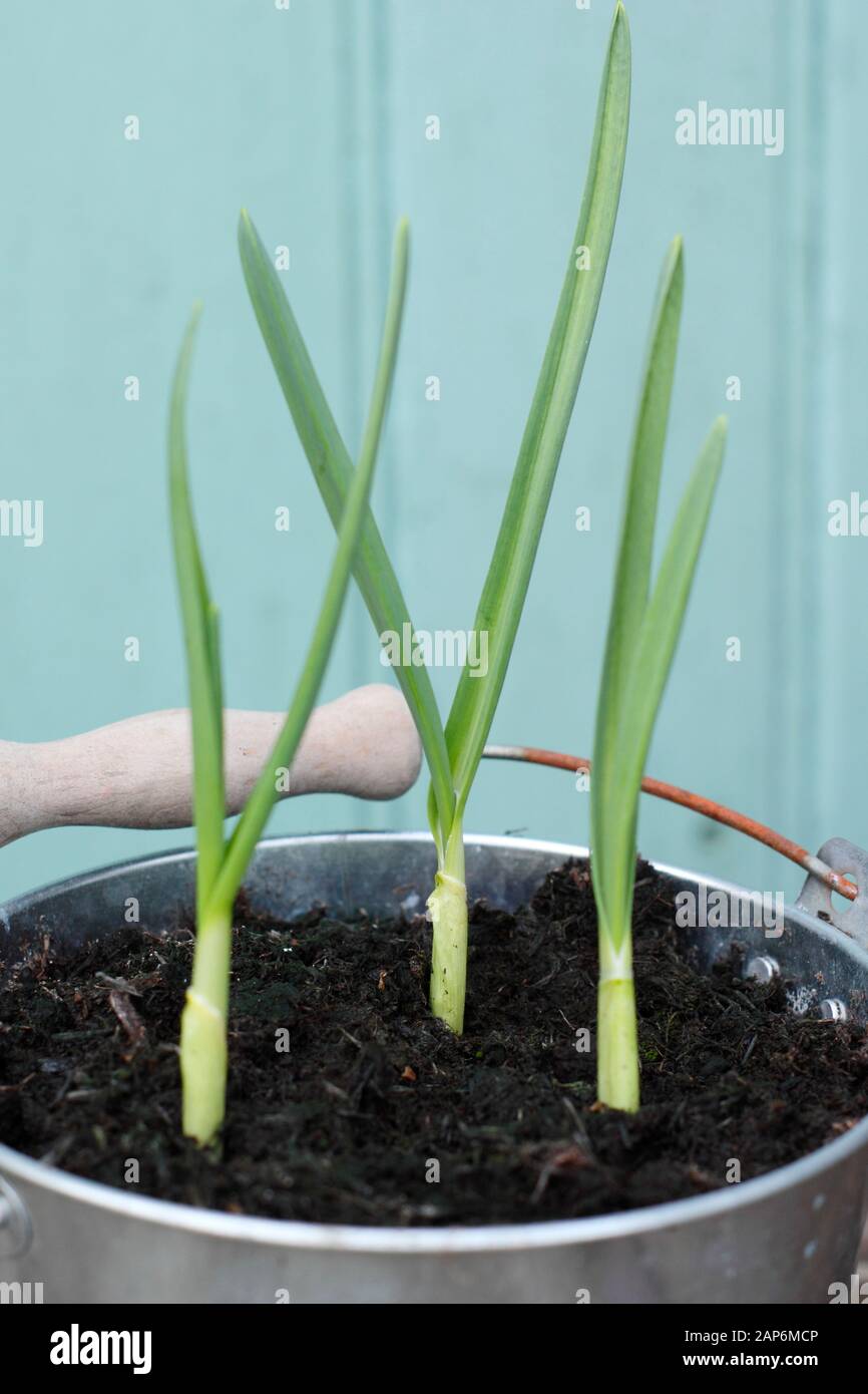 Allium sativum 'Lautrec Wight' ail. Jeunes plants d'ail semé d'automne qui poussent dans un récipient. ROYAUME-UNI Banque D'Images