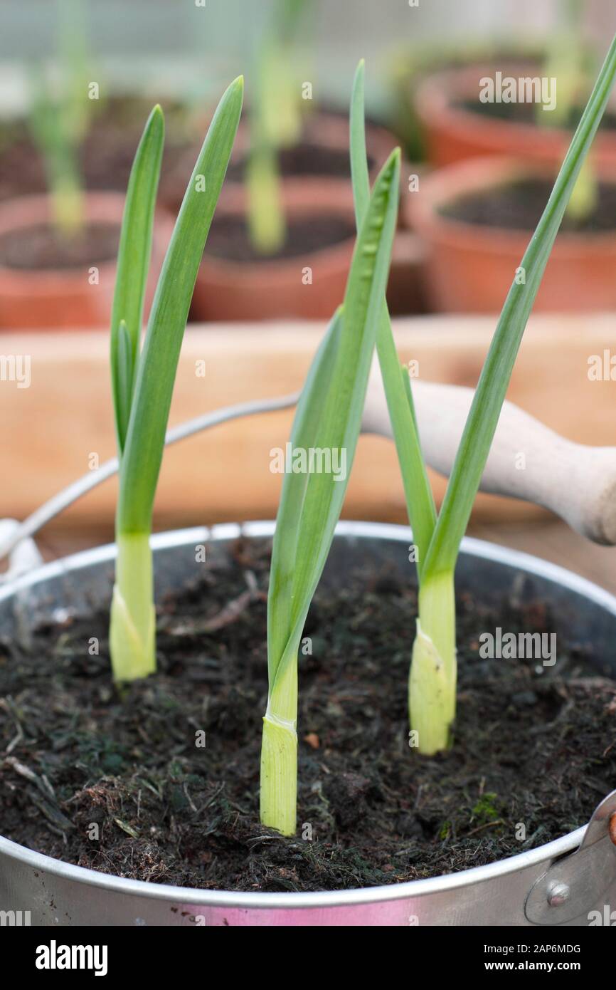 Allium sativum 'Lautrec Wight' ail. De jeunes plants d'ail cultivés dans des contenants hivernant dans un cadre froid. ROYAUME-UNI Banque D'Images
