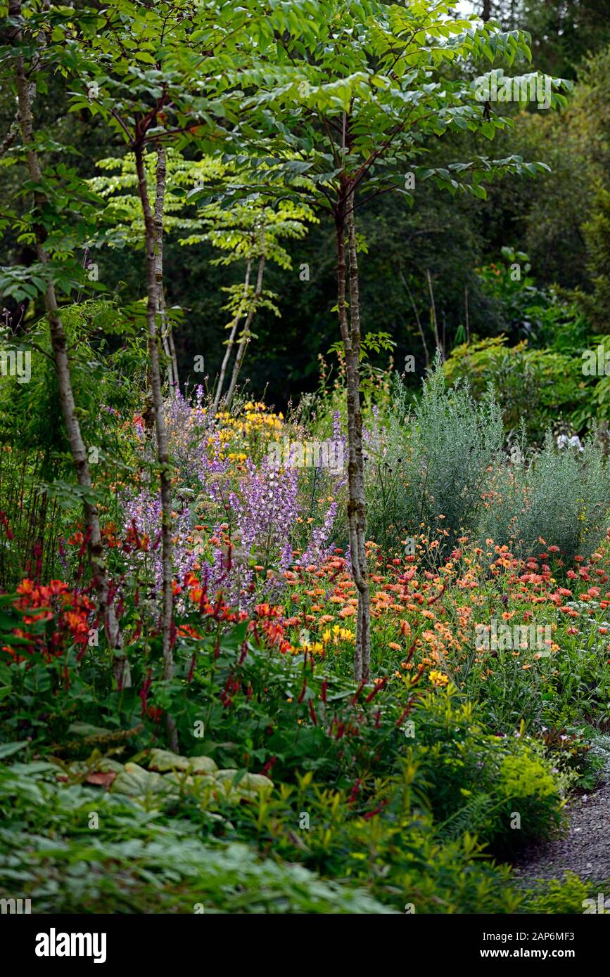 Echinocaulis underplanted,aralia,sous-étage,Salvia sclarea,eryngium guatemalense,tagetes cinabre,l'alstroemeria Calendula Zeolights,fleurs,fleurs,m, Banque D'Images