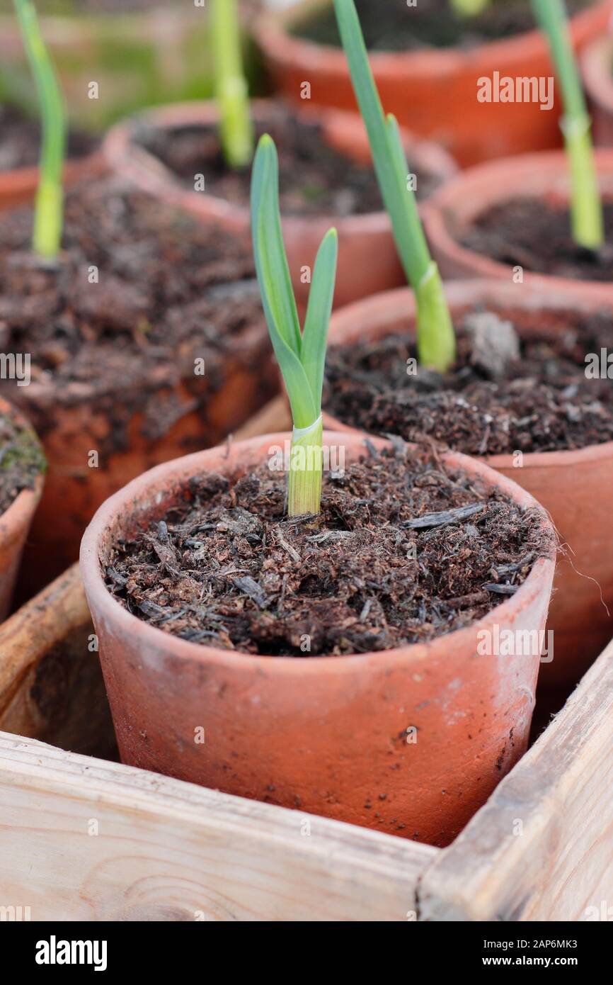 Allium sativum 'Lautrec Wight' ail. Jeunes plants d'ail semé d'automne dans des pots. ROYAUME-UNI Banque D'Images