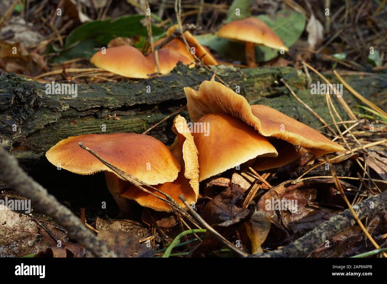 Touffe de soufre croissant dans une forêt naturelle. Pologne, Europe Banque D'Images