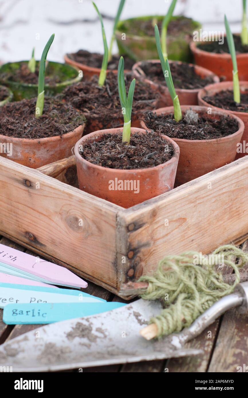 Allium sativum 'Lautrec Wight', plantes à l'ail. De jeunes plants d'ail sur un banc de potage Banque D'Images