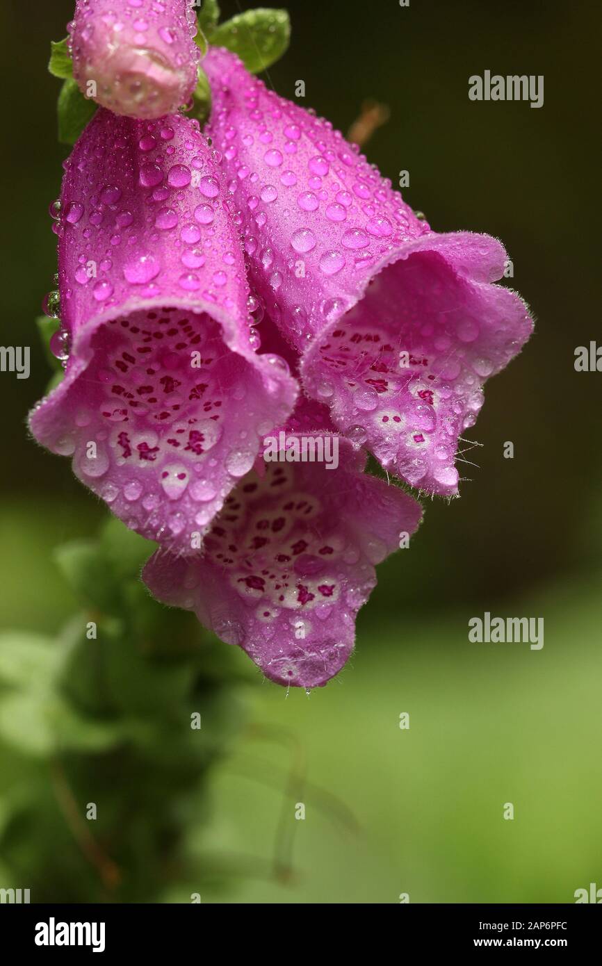 Fleurs roses (mousse et blackberry) recouvertes de rosée Banque D'Images