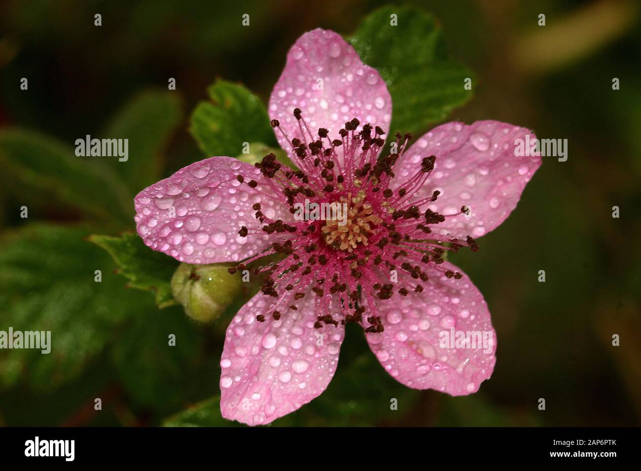 Fleurs roses (mousse et blackberry) recouvertes de rosée Banque D'Images