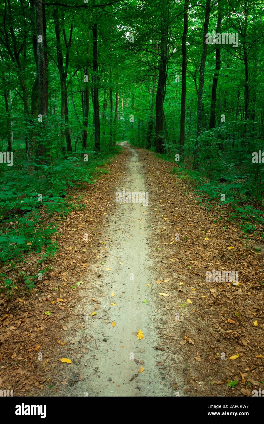 Un chemin avec des feuilles tombées à travers une forêt décidue verte Banque D'Images