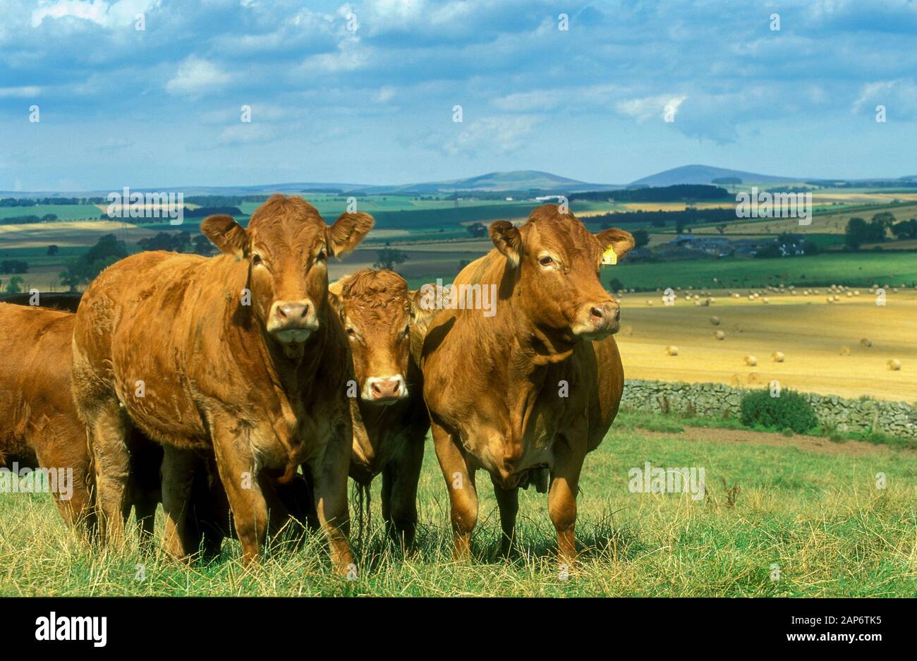Troupeau de bovins Limousin dans les pâturages, Scottish Borders, au Royaume-Uni. Banque D'Images Troupeau de bovins Limousin dans les pâturages, Scottish Borders, au Royaume-Uni. Banque D'Images