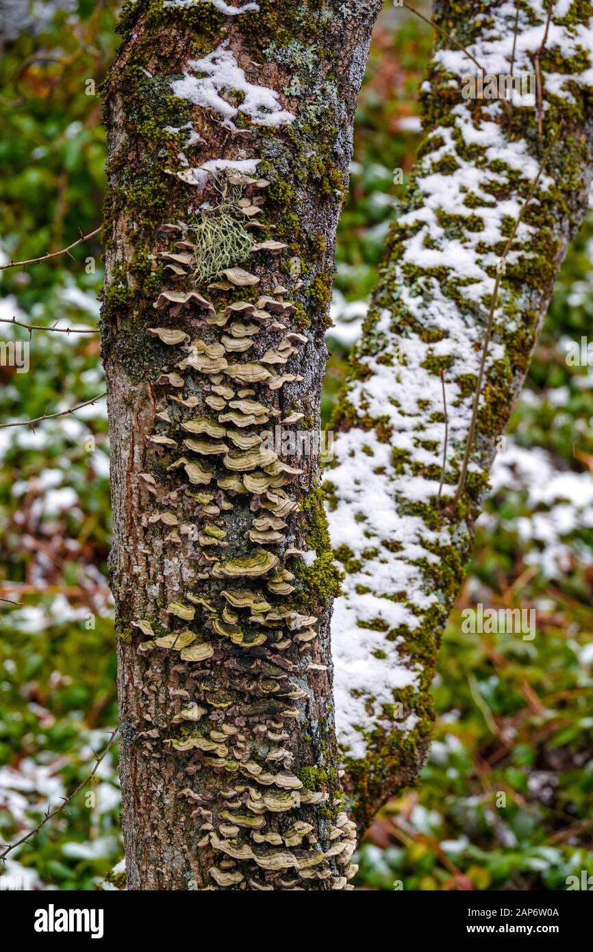 Champignons et neige sur branches, Ax les Thermes, Ariège, Pyrénées françaises, France Banque D'Images