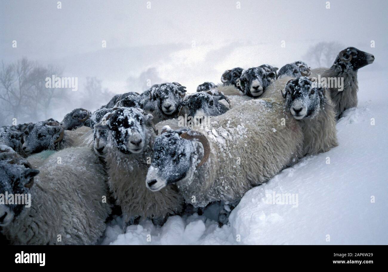 Moutons Swaledale, pendant une tempête sur le Cap Sud Fells, Cumbria, Royaume-Uni. Banque D'Images Moutons Swaledale, pendant une tempête sur le Cap Sud Fells, Cumbria, Royaume-Uni. Banque D'Images