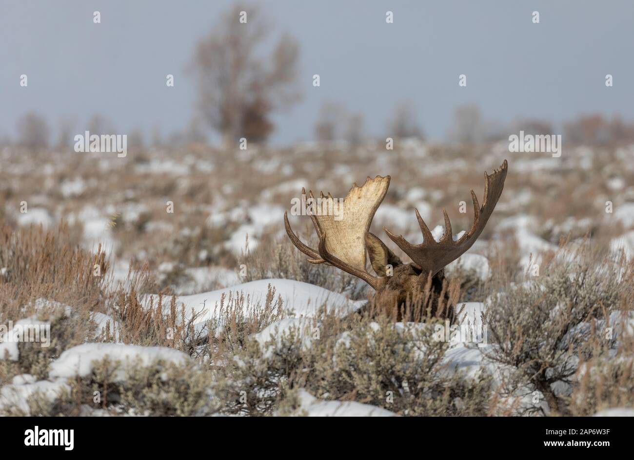 Shiris Moose Bull Au Wyoming Banque D'Images Shiris Moose Bull Au Wyoming Banque D'Images