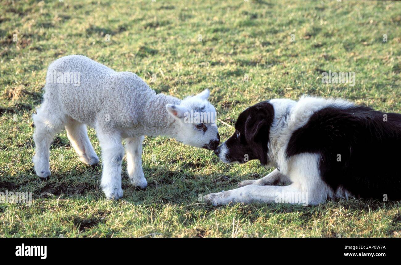Chien Border Collie et un agneau de toucher le nez. , Cumbria (Royaume-Uni). Banque D'Images Chien Border Collie et un agneau de toucher le nez. , Cumbria (Royaume-Uni). Banque D'Images