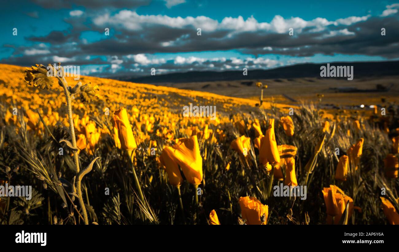 California orange vif (Pobby Eschscholzia) dans l'Antelope Valley, California, USA Banque D'Images