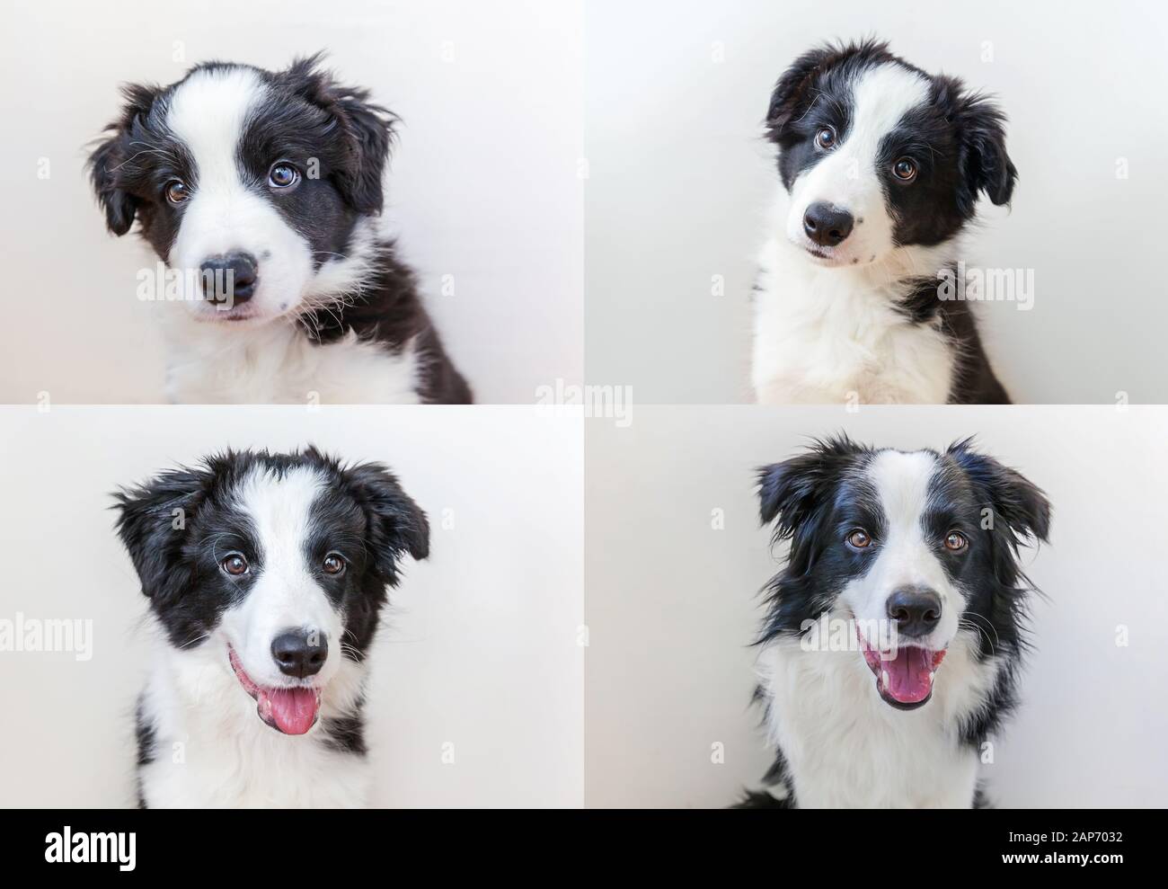 Le chiot est en pleine croissance. Collage de quatre portraits drôles de la  mignonne fraiseuse bordure de chien collie isolé sur fond blanc. Nouveau  charmant petit chien de famille. Animaux de compagnie