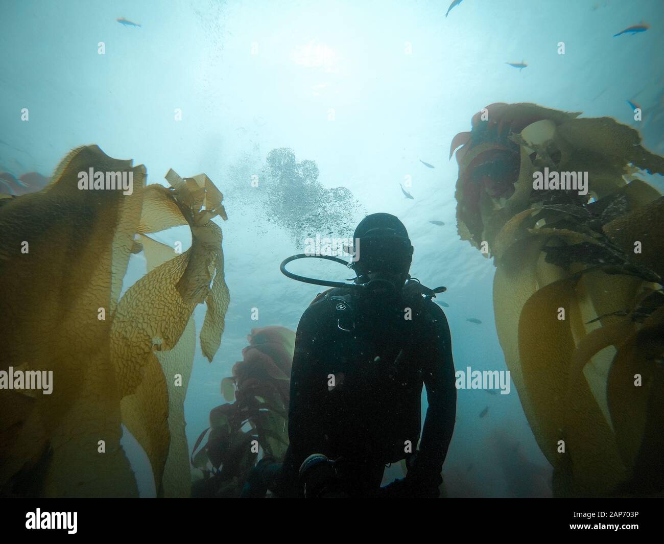 Plongeur prenant selfie dans la forêt de varech dans les îles de la Manche, Californie, États-Unis Banque D'Images