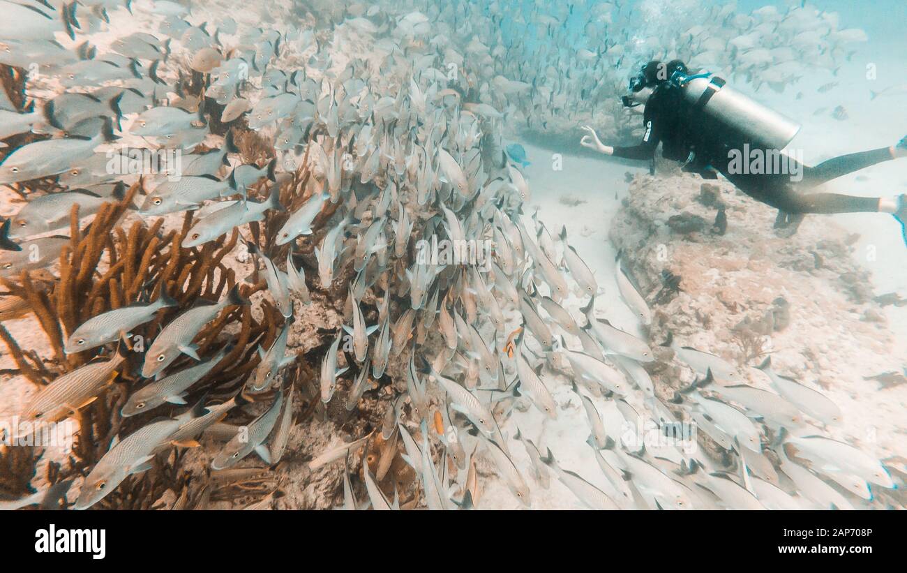 Plongeur, une personne plongée en face de l'école de poisson de vivaneau jaune à Playa del Carmen, Quintana Roo, Mexique Banque D'Images