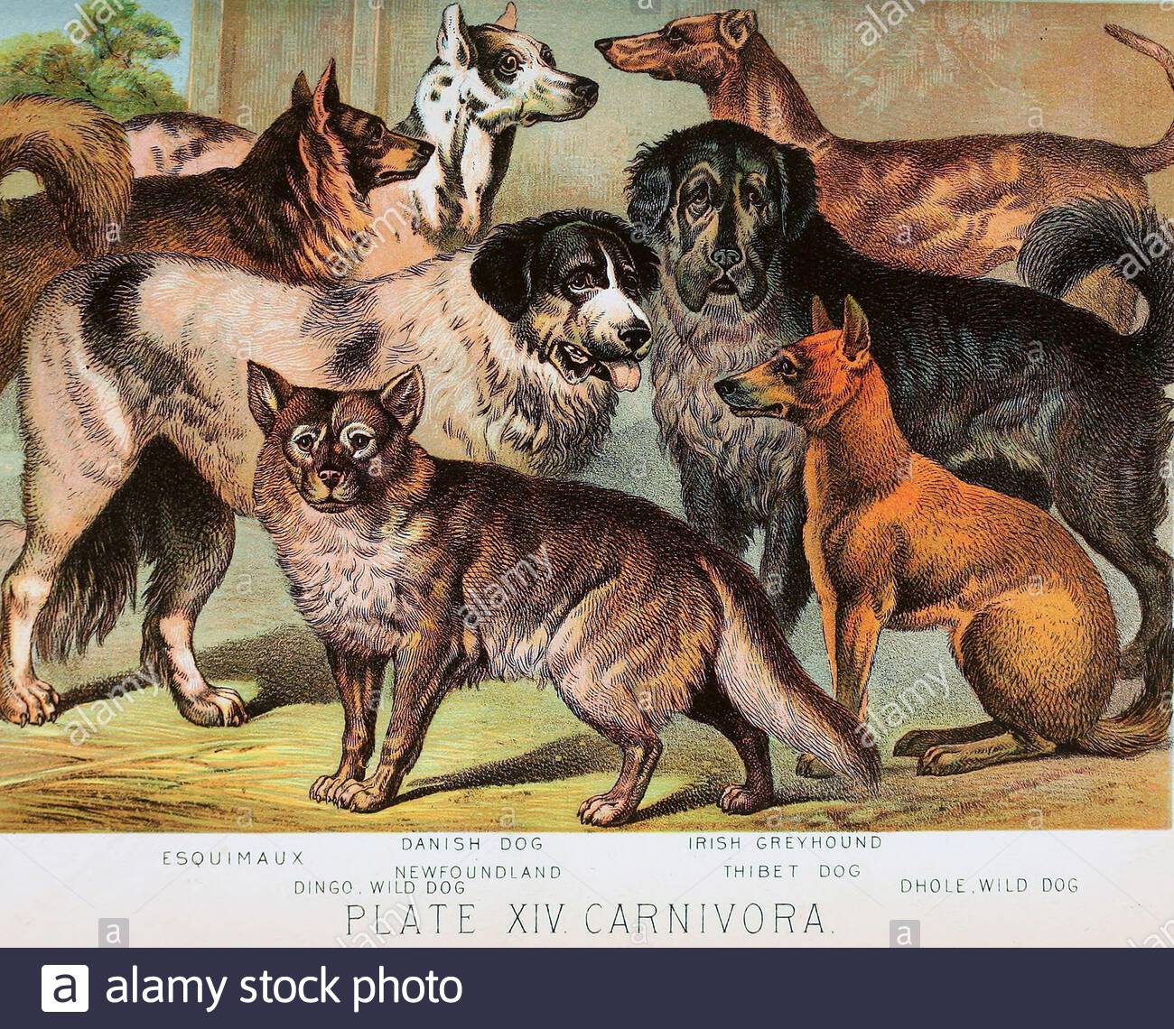 Races de chiens - Esquimaux, chien danois, Terre-Neuve, Dingo, Greyhound irlandais, chien Tibet, Dhole, illustration lithographique de couleur vintage à partir de 1880 Banque D'Images