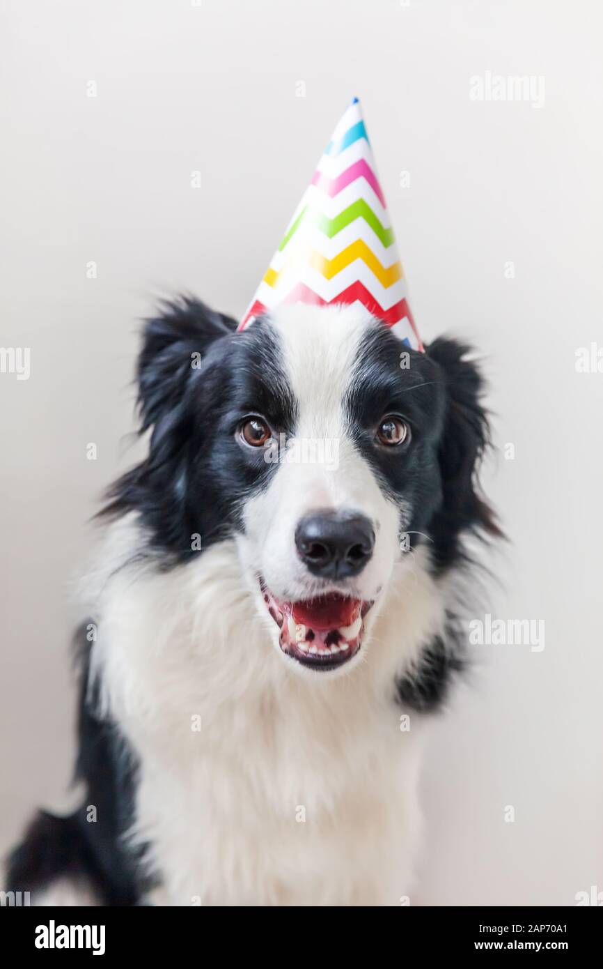 Fete De Chien Banque D Image Et Photos Alamy