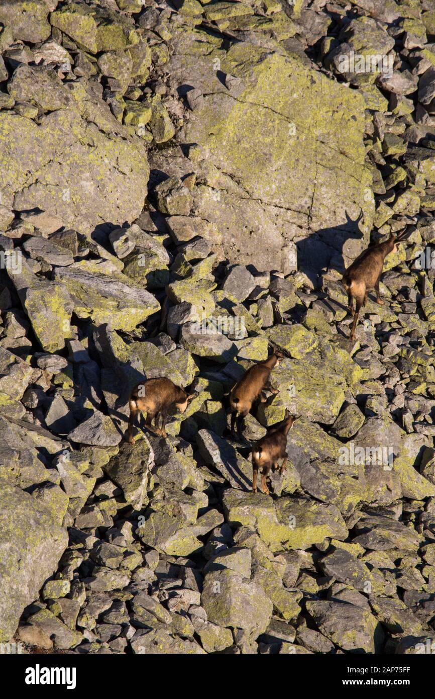 Rupicapra est un genre de chèvre-antilope appelé le chamois. Ils appartiennent à la famille bovine de mammifères à sabots, les Bovidae. Parc National De Reezat Sauvage. Banque D'Images