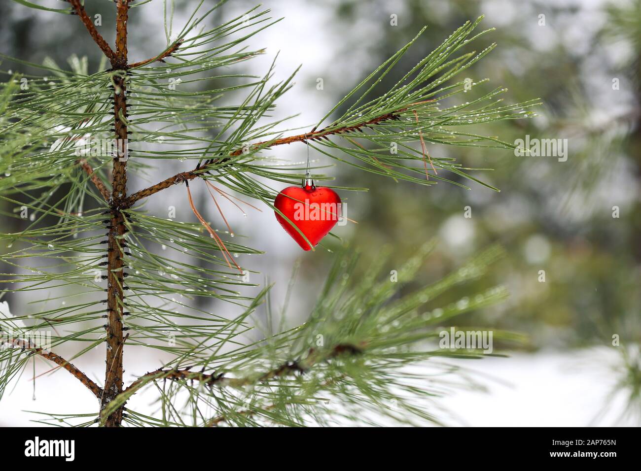 Ornement de Noël en forme de coeur rouge accroché à la branche d'un jeune arbre de pin dans une forêt enneigée. Banque D'Images