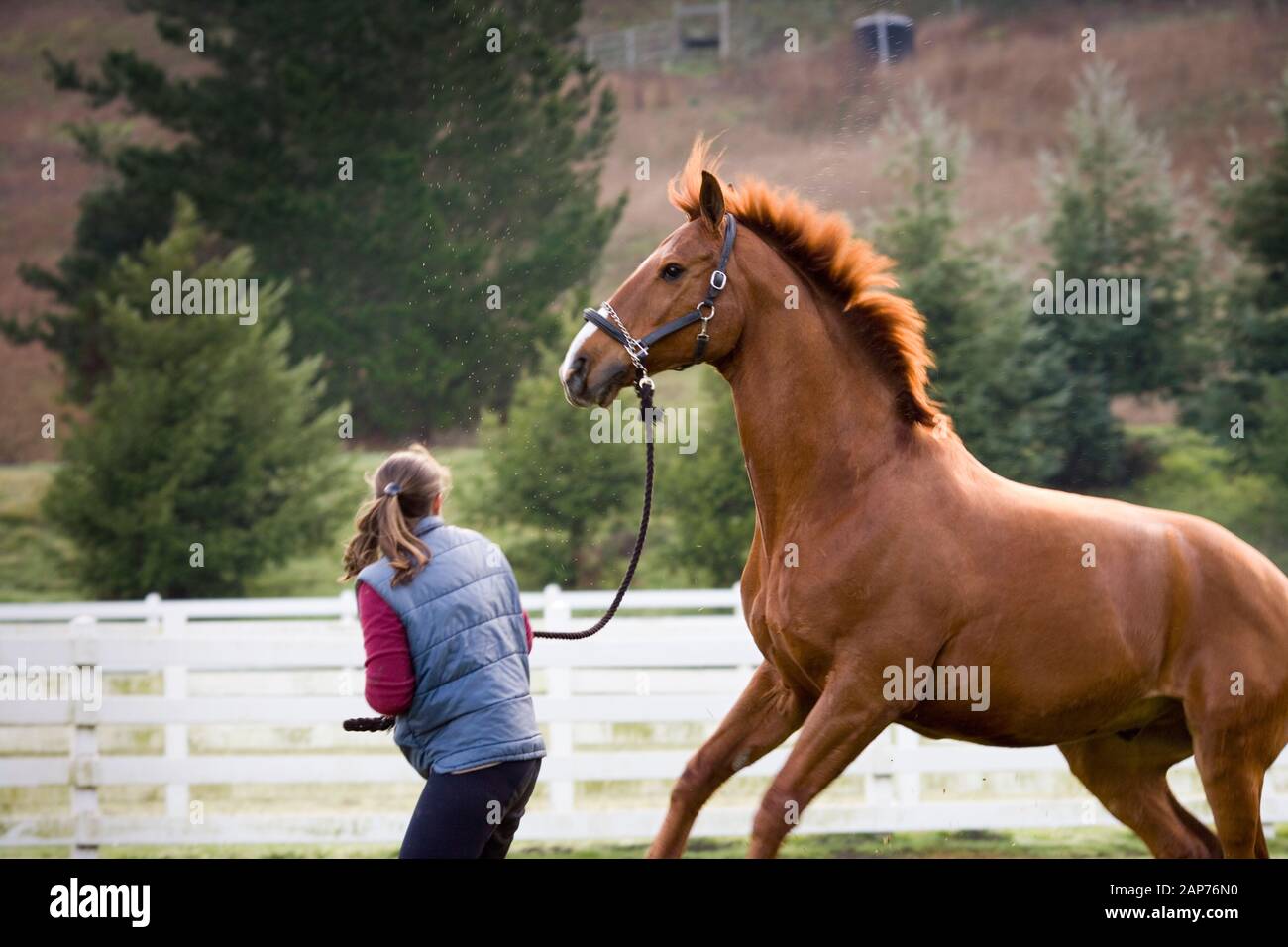 Jeune femme tournant avec son cheval brun dans un enclos. Banque D'Images