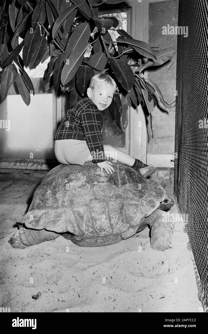 Artis, tortue géante dans maison de reptile Date : 30 Septembre 1966 Banque D'Images