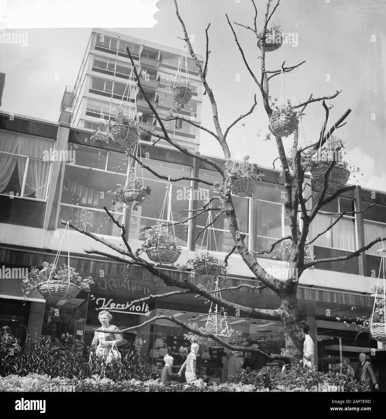 Sur les paniers de fleurs Lijnbaan Date : 28 juillet 1961 Endroit : Rotterdam Mots-clés : fleurs, centres commerciaux Banque D'Images